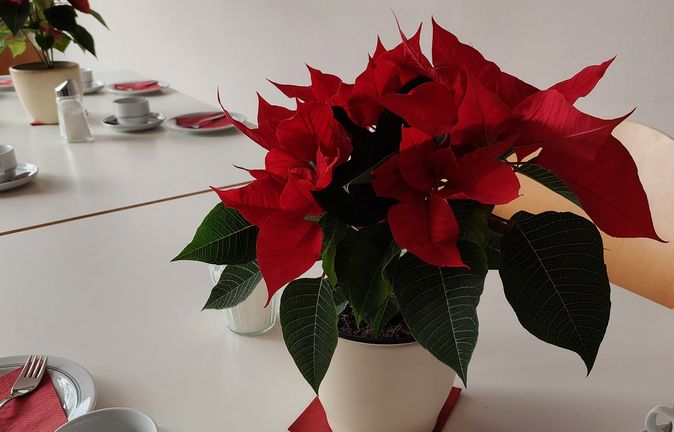 Rote Weihnachtsstern-Pflanze als Tischdeko für Weihnachtsfeier